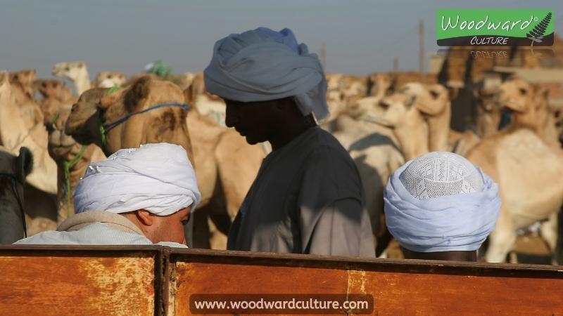 Birqash Camel Market (Souq al-Gamaal) Cairo, Egypt - Woodward Culture Travel Guide