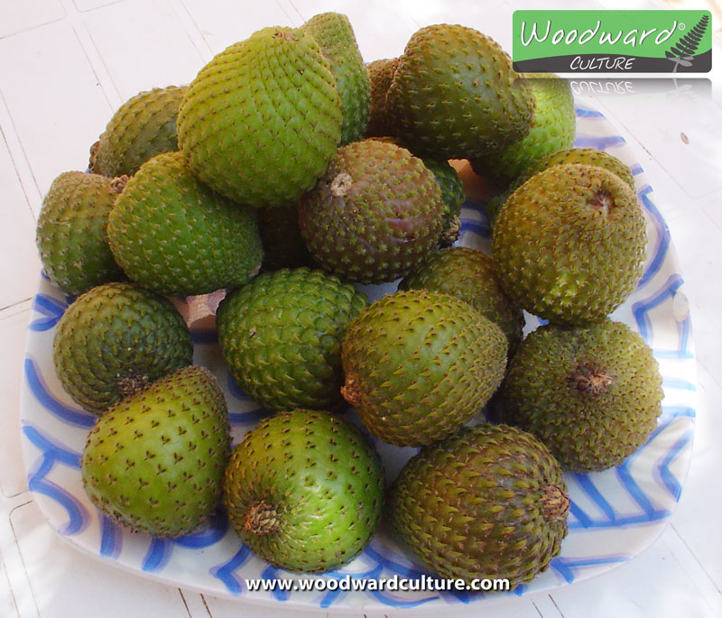 Bowl of Copao fruit from Chile - Woodward Culture