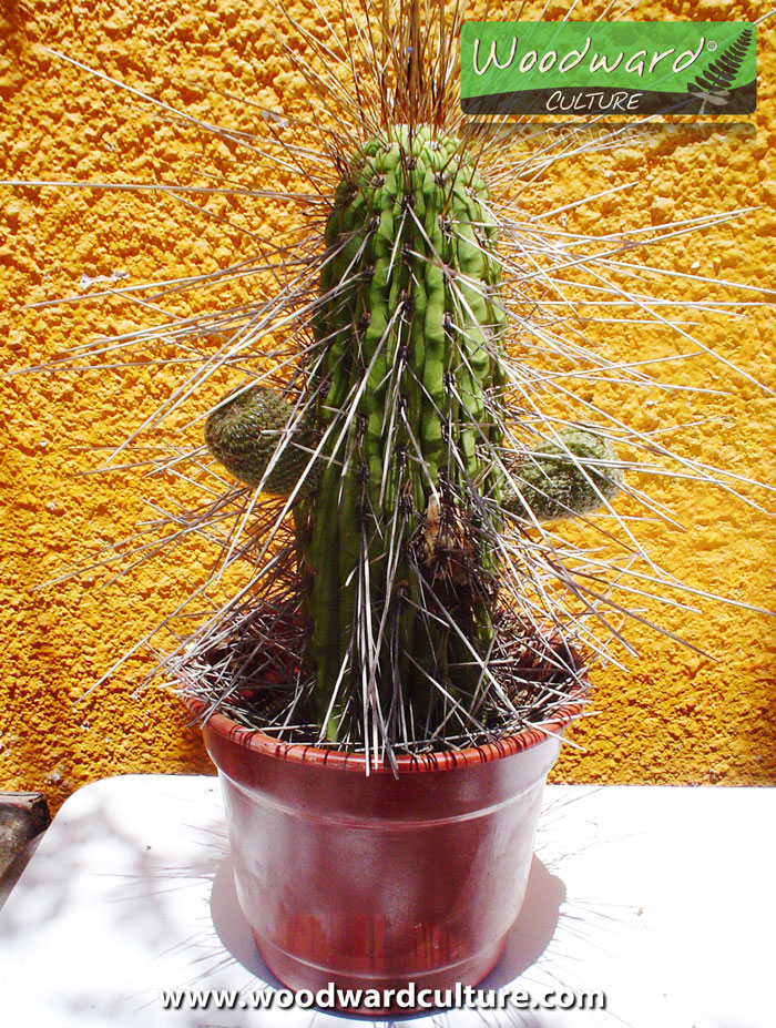 A plant (cactus) with Copao fruit from Chile. Notice the really long spines! - Woodward Culture