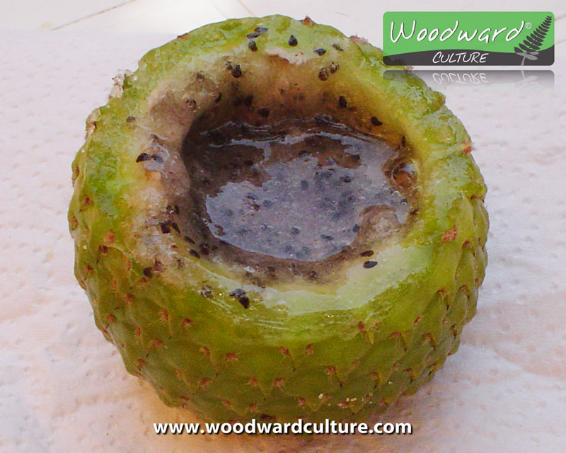 Inside of Copao fruit from Chile - Woodward Culture