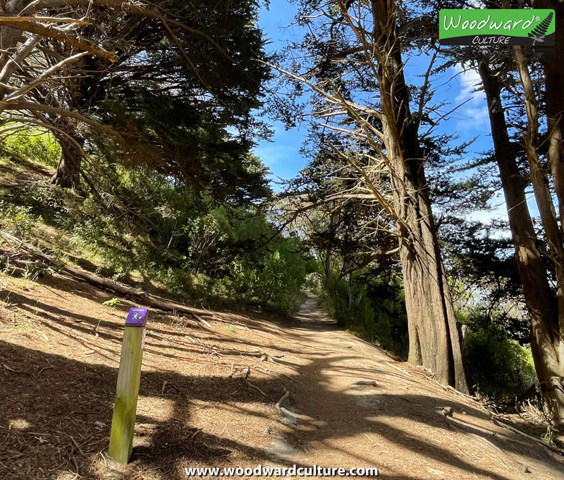 Purple markers along the walk up Mount Victoria in Wellington - Woodward Culture Travel Guide