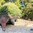 Echidna living sculpture at the Royal Botanic Garden, Sydney Australia