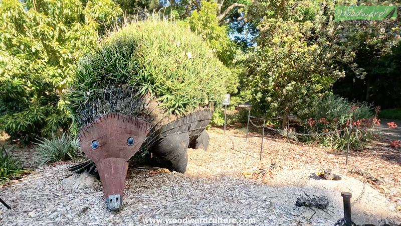 Echidna living sculpture at the Royal Botanic Garden, Sydney Australia